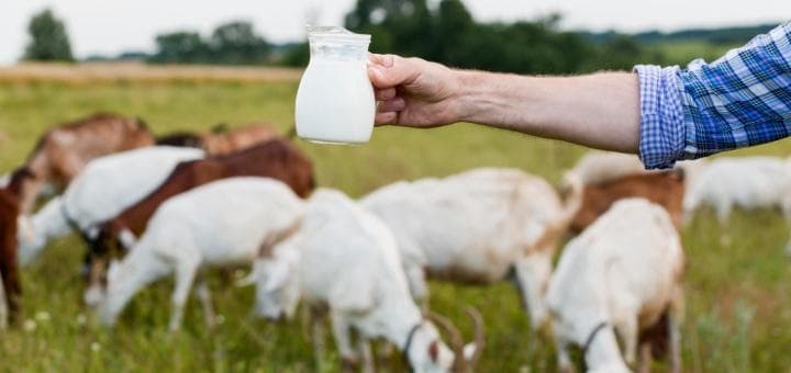 Hayvancılık Sektöründe Probiyotik ve Prebiyotik Kullanımı